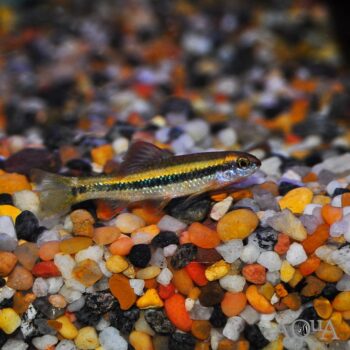 Chinese Neon Golden Stripe Shark (Sarcocheilichthys parvus)