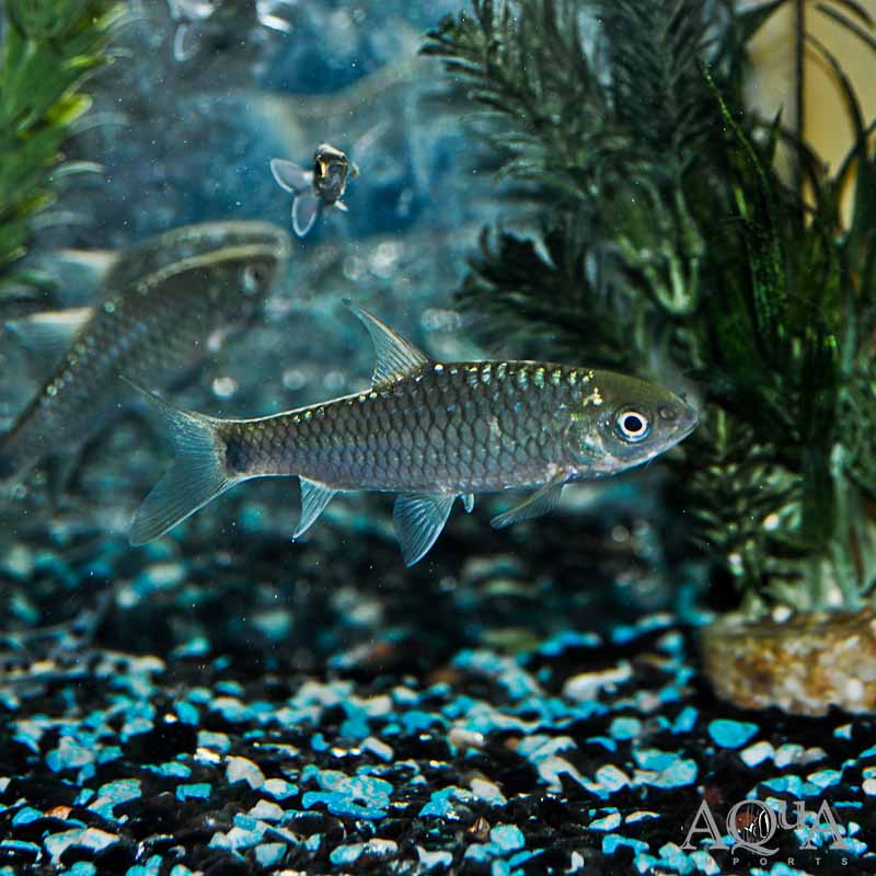 Chinese Phoenix Barb (Spinibarbus denticulatus)