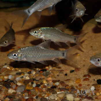 Chinese Phoenix Barb (Spinibarbus denticulatus)