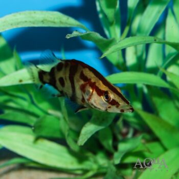 Chinese Red Perch (Siniperca chuatsi)