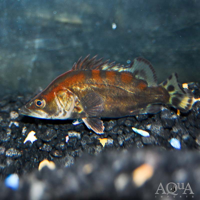 Chinese Red Perch (Siniperca chuatsi)