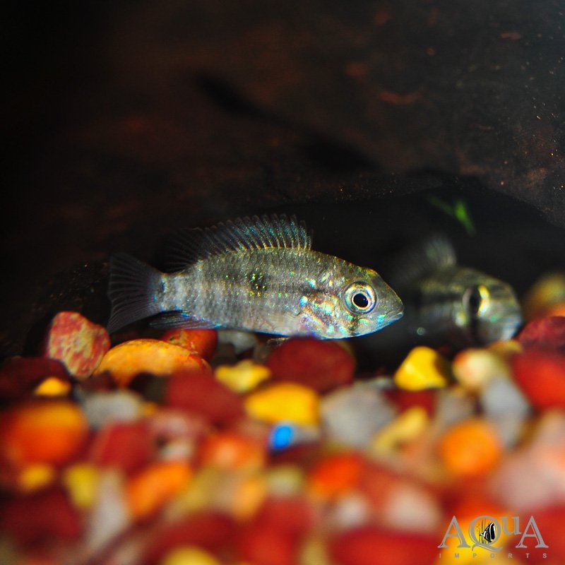 Chiquitano Cichlid (Bujurquina oenolaemus)