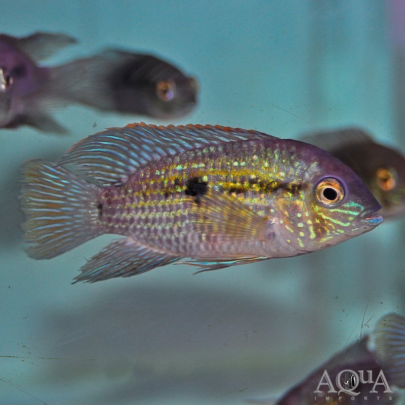 Choco Green Terror (Andinoacara sp. 'choco')