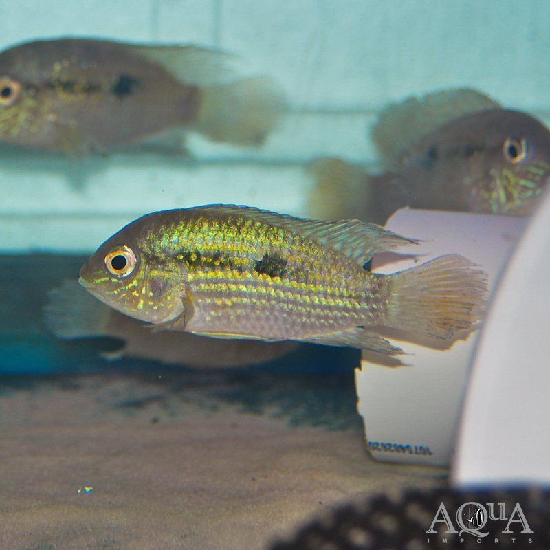 Choco Green Terror (Andinoacara sp. 'choco')