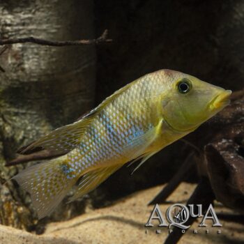 Choco Red Hump Eartheater (Geophagus cf. steindachneri 'Choco')