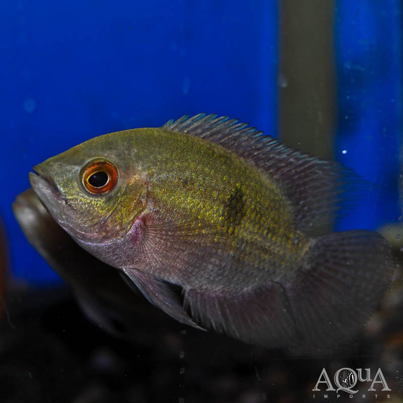 Chocolate Cichlid (Hypselecara temporalis)