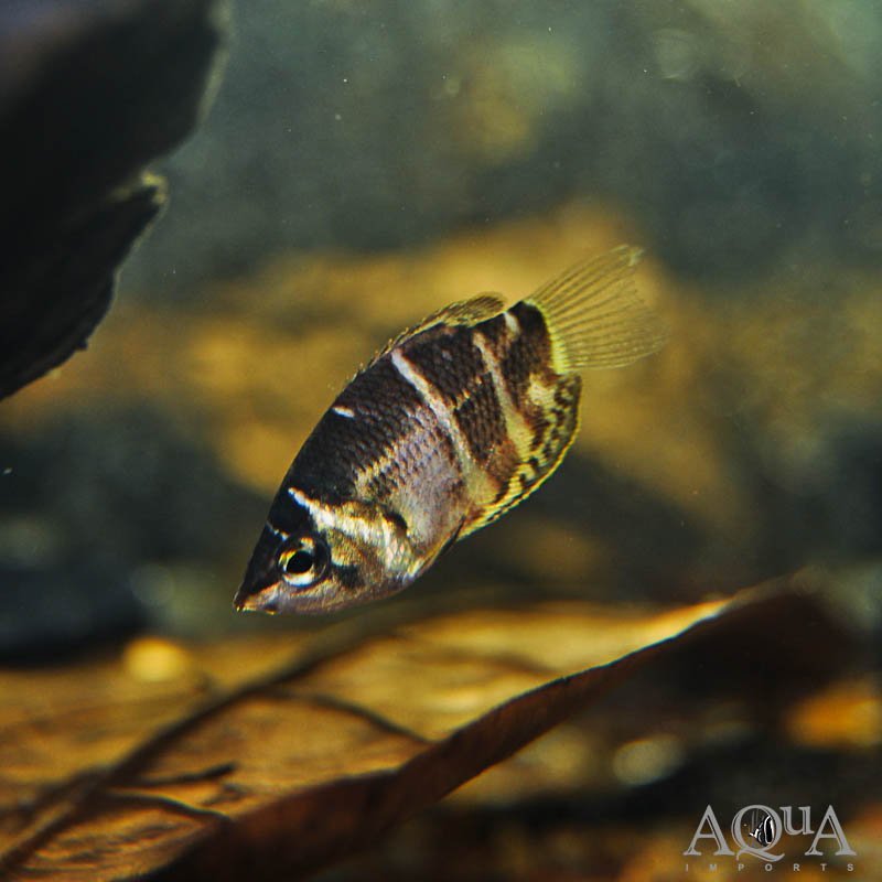 Chocolate Gourami (Sphaerichthys osphromenoides)