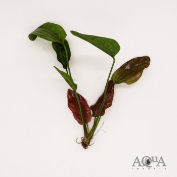 Chocolate Marble Sword (Echinodorus sp. 'Chocolate Marble')