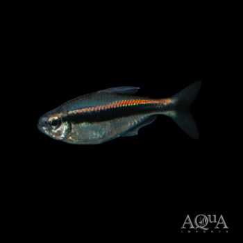 Chocolate Neon Tetra (Hyphessobrycon vilmae)