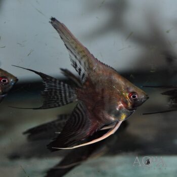 Chocolate Smokey Angelfish (Pterophyllum scalare)