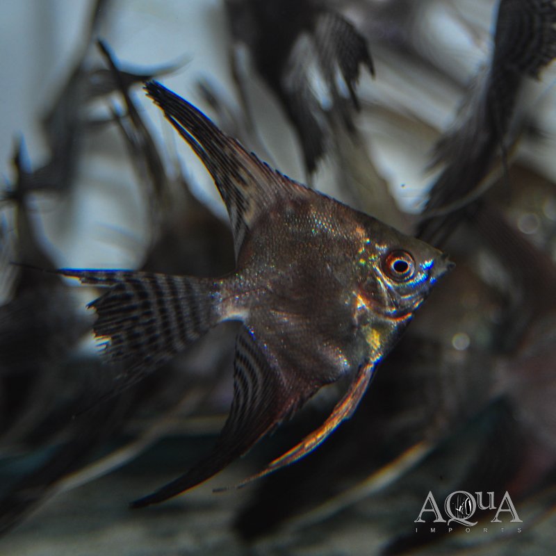 Chocolate Smokey Angelfish (Pterophyllum scalare)