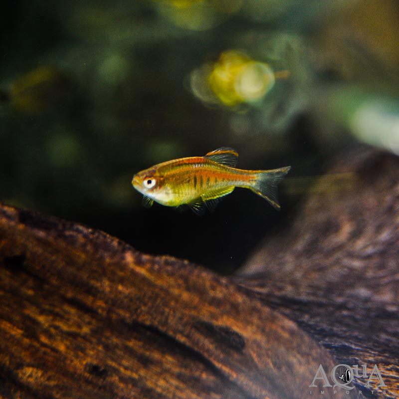 Glowlight Danio (Celestichthys choprae) - Image 2