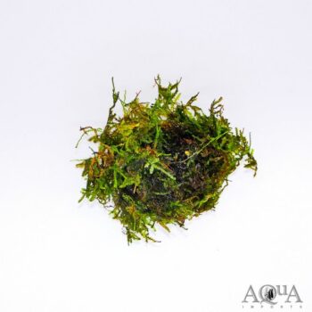 Christmas Moss (Vesicularia cf. montagnei)
