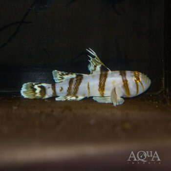 Circus Goby (Priolepis nocturna)