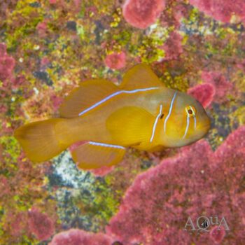 Citron Goby (Gobiodon citrinus)
