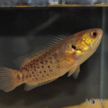 Climbing Perch (Anabas testudineus)