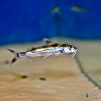 Clown Catfish (Gagata cenia)