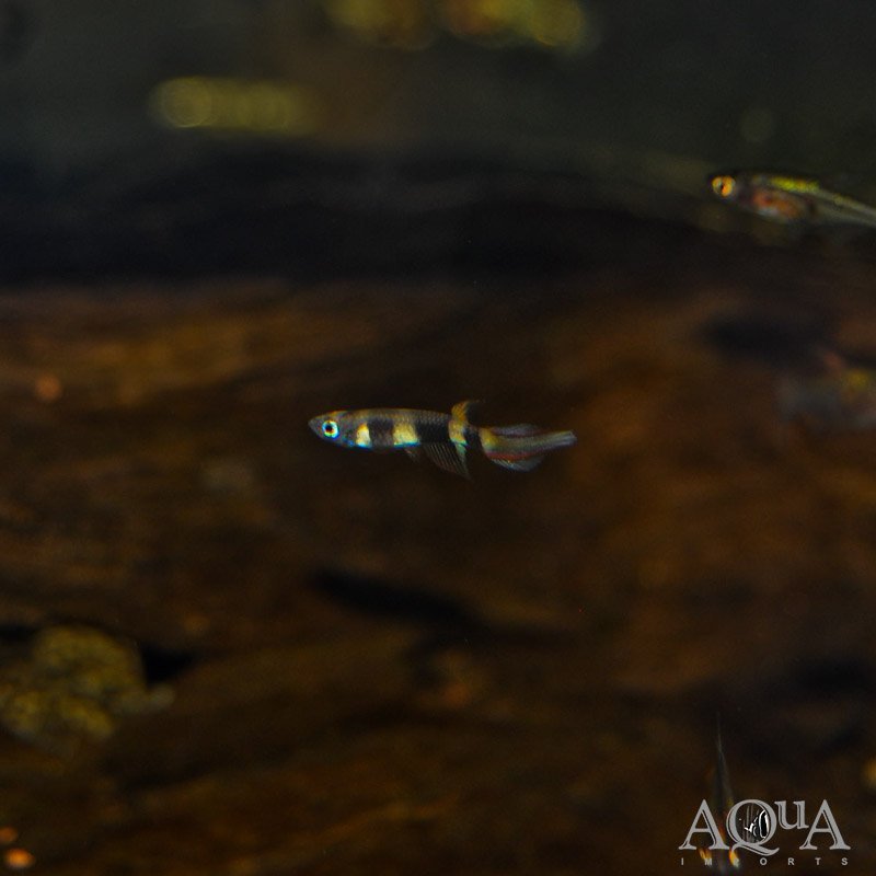E (Epiplatys annulatus)