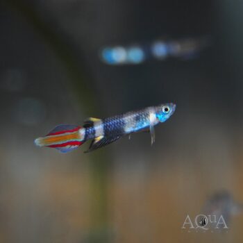 Clown Killifish (Epiplatys annulatus)