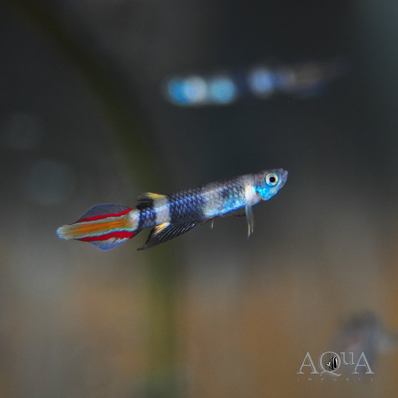 Clown Killifish (Epiplatys annulatus)