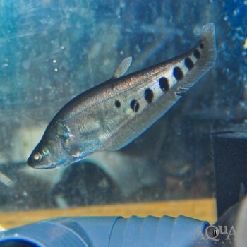 Clown Knifefish (Chitala ornata)
