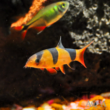 Clown Loach (Chromobotia macracantha)