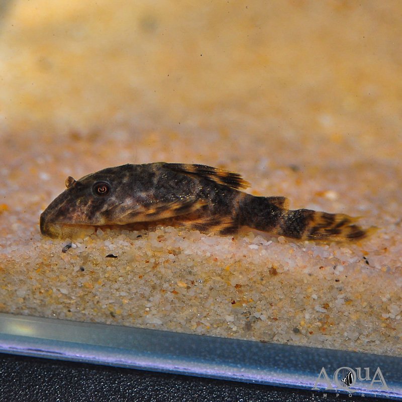 Clown Pleco (Panaqolus maccus)