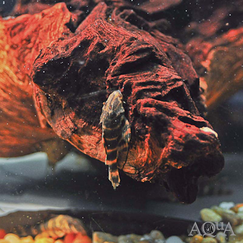 Clown Pleco (Panaqolus maccus)