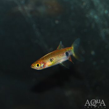 Clown Rasbora (Rasbora kalochroma)