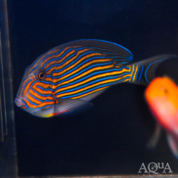 Clown Tang (Acanthurus lineatus)