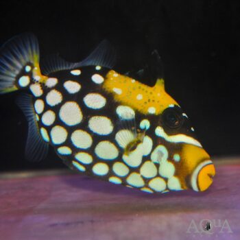 Clown Triggerfish (Balistoides conspicillum)