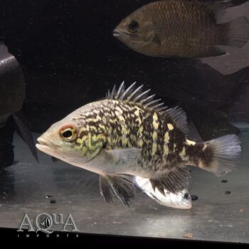 Coal Grunter (Hephaestus carbo)