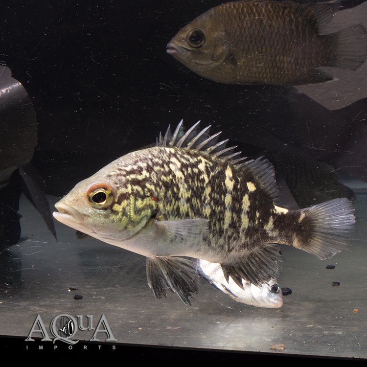 Coal Grunter (Hephaestus carbo)