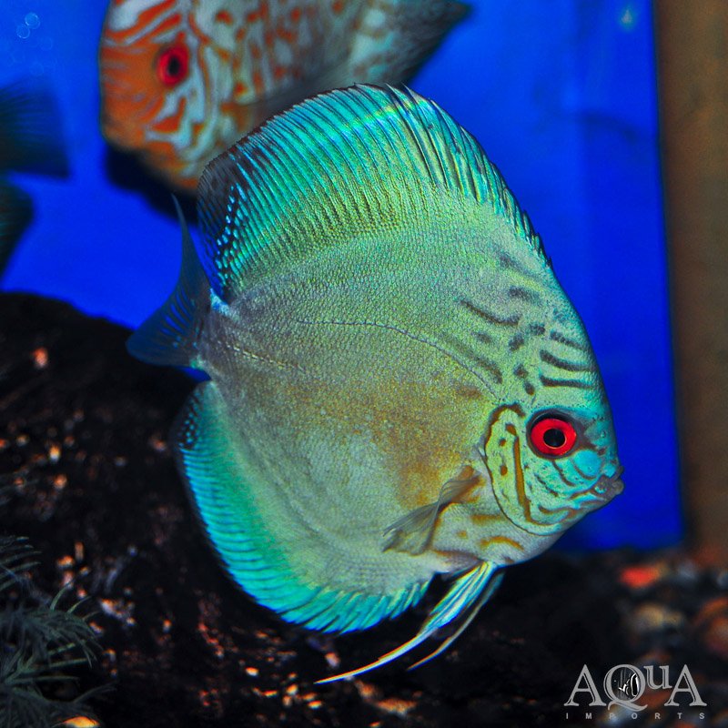 Cobalt Blue Discus (Symphysodon discus)