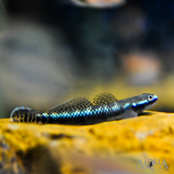Cobalt Blue Stiphodon Goby (Stiphodon semoni)