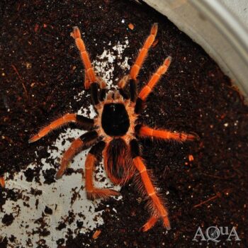 Colombian Red Leg Tarantula (Megaphobema robustum)