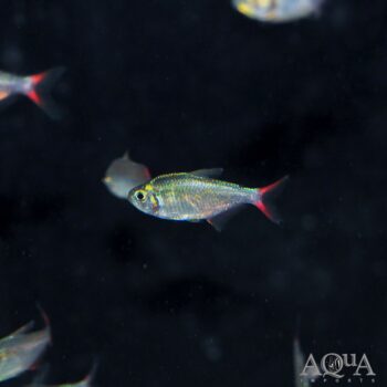 Red and Blue Colombian Tetra (Hyphessobrycon columbianus)