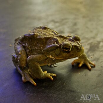 Colorado River Toad / Sonoran Desert Toad (Incilius alvarius)