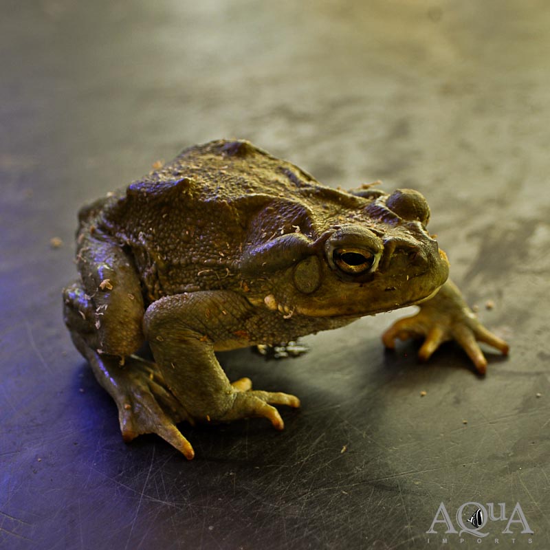 Colorado River Toad / Sonoran Desert Toad (Incilius alvarius)