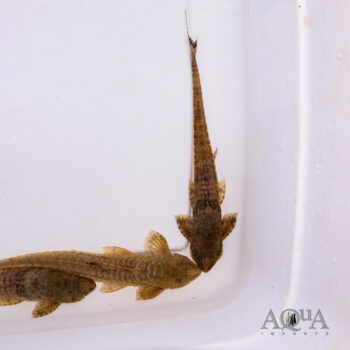 Common Whiptail Catfish (Rineloricaria eigenmanni)