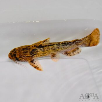 Common Woodcat (Trachelyopterus galeatus)