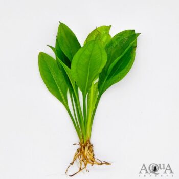 Compact Amazon Sword (Echinorodus bleheri 'Compacta')