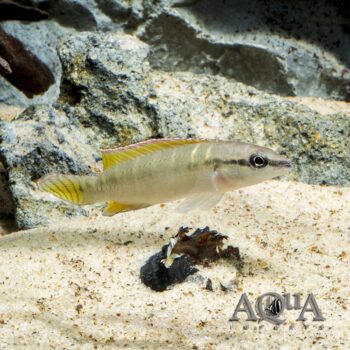 Compressiceps Dwarf Pike Cichlid (Wallaciia compressiceps)