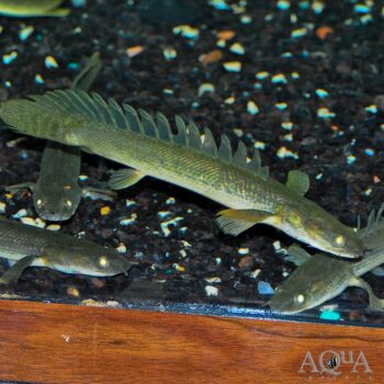 Congicus Bichir (Polypterus congicus)