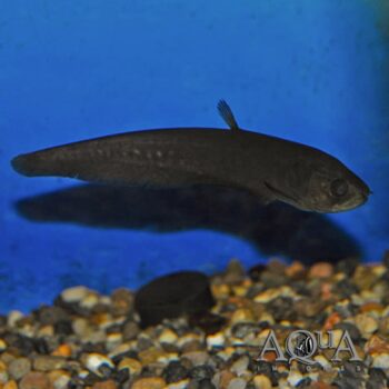 Congo Black Knife (Papyrocranus congoensis)