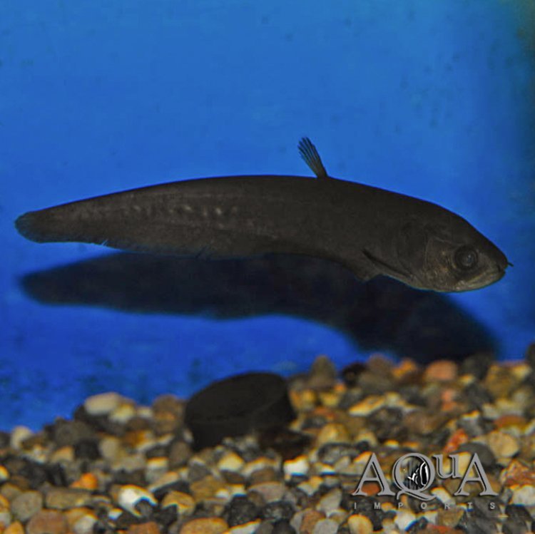Congo Black Knife (Papyrocranus congoensis)