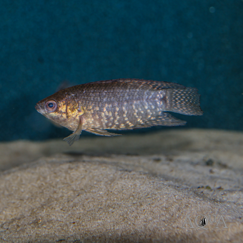 Congo Ctenopoma (Microctenopoma congicum)