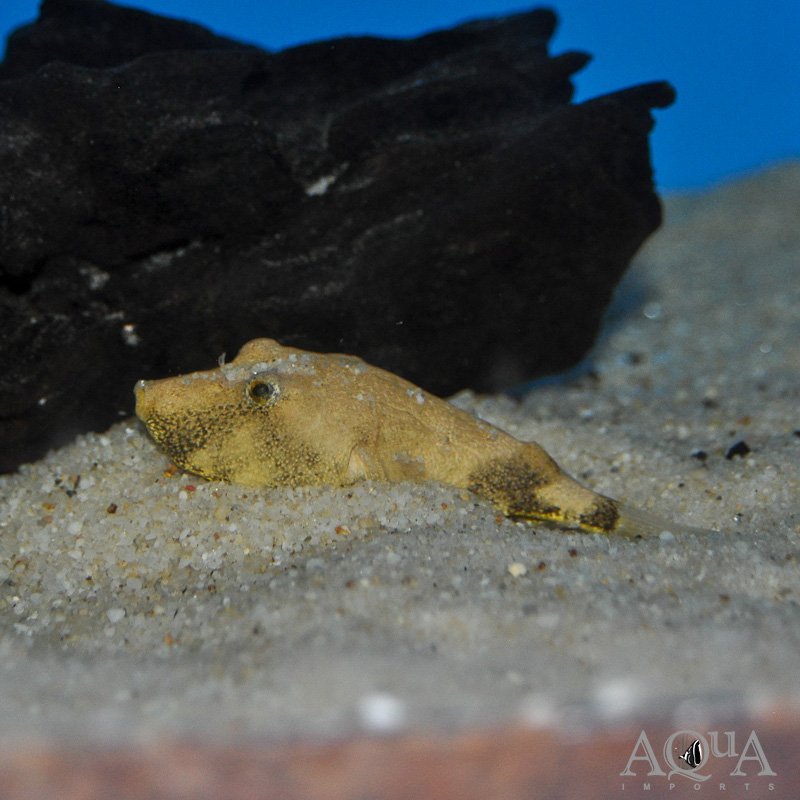 Congo Puffer (Tetraodon miurus)