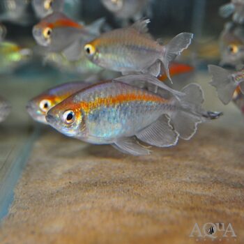 Congo Tetra (Phenacogrammus interruptus)