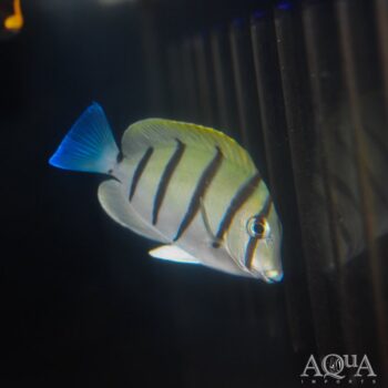 Convict Tang (Acanthurus triostegus)